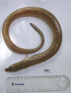 Image of Painted Eel