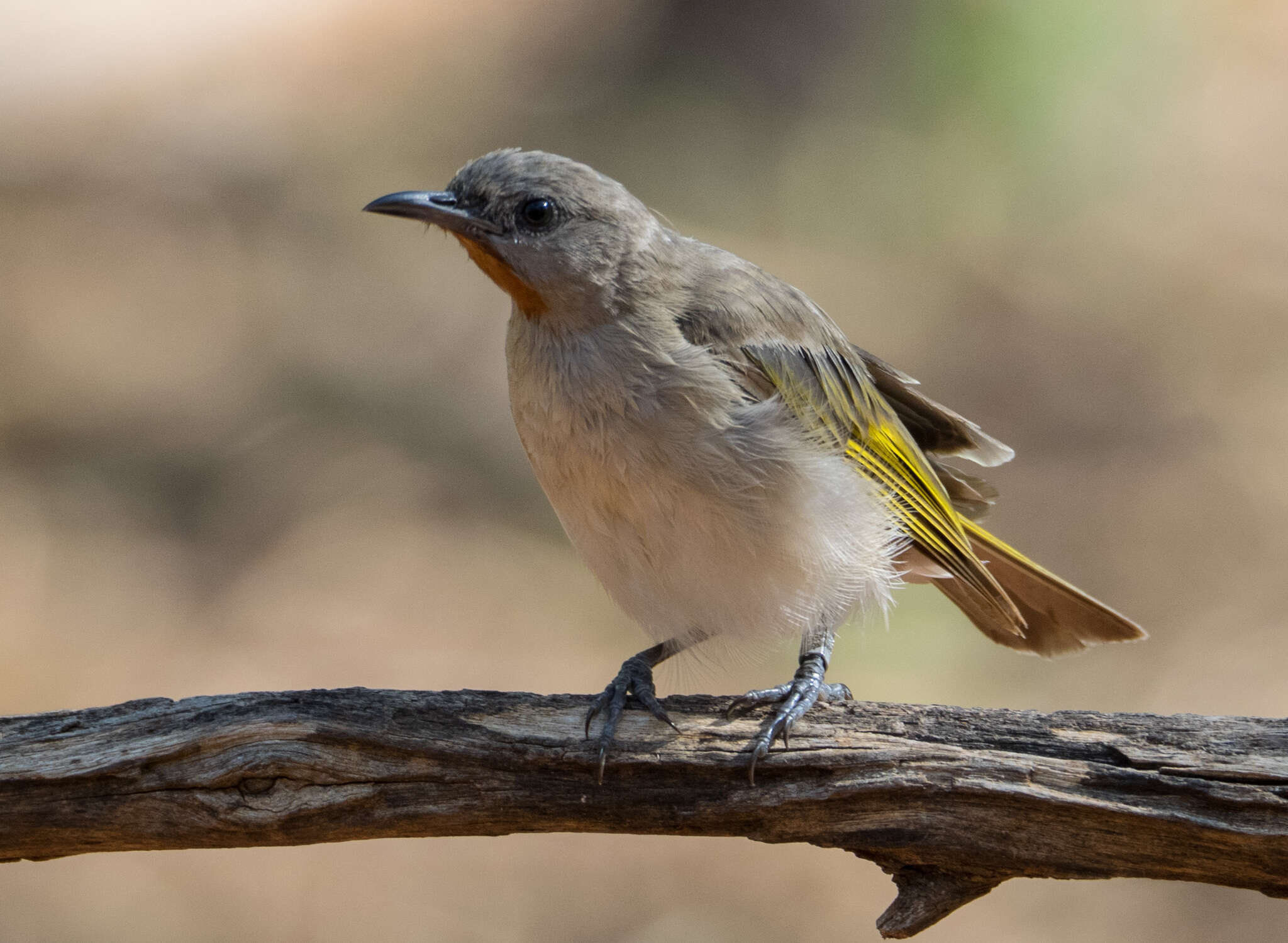 Imagem de Conopophila rufogularis (Gould 1843)