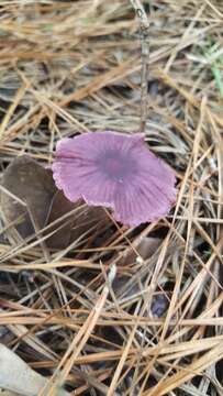 Imagem de Gymnopus iocephalus (Berk. & M. A. Curtis) Halling 1997