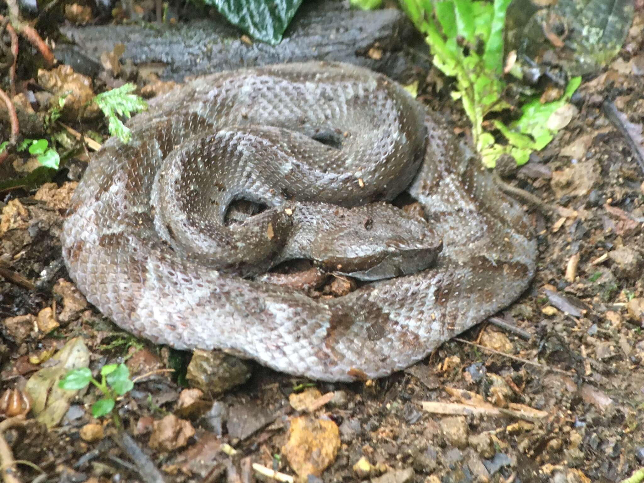 Bothrocophias campbelli (Freire-Lascano 1991) resmi