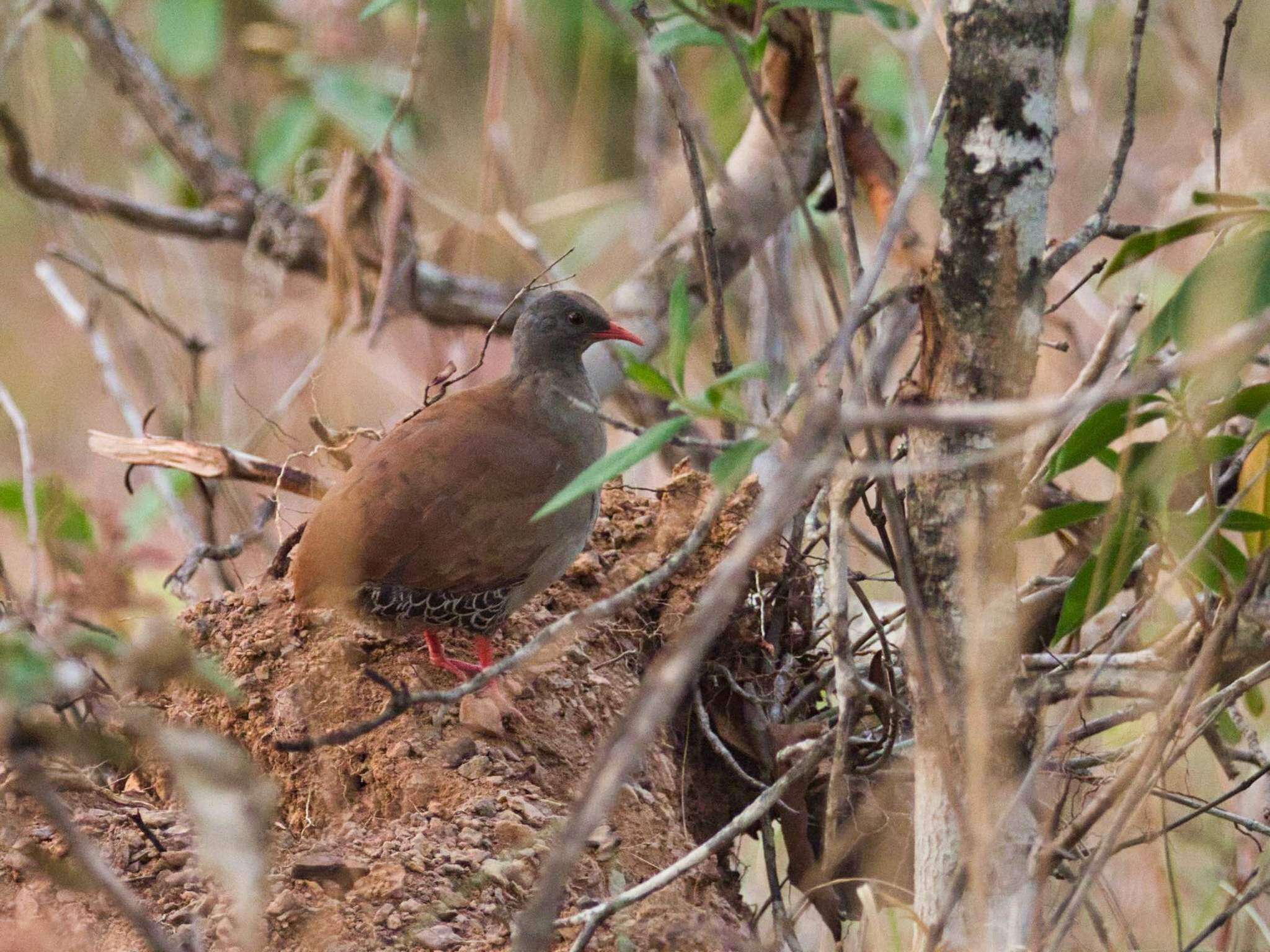 Image of Small-billed Tinamou