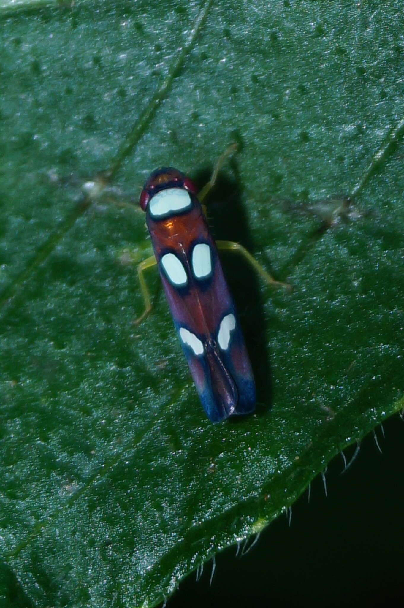 Image of Erythrogonia areolata (Signoret 1853)