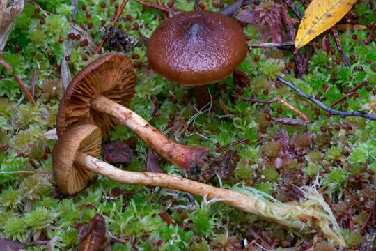 Слика од Cortinarius aurantiobasis Ammirati & A. H. Sm. 1977