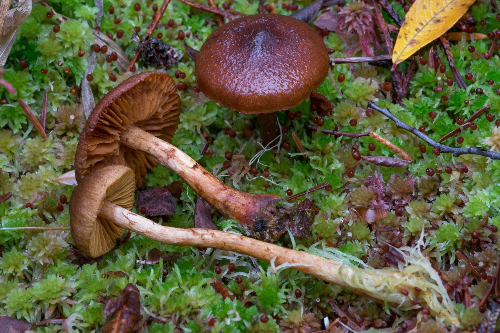 Слика од Cortinarius aurantiobasis Ammirati & A. H. Sm. 1977