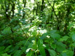 Image of Lamium galeobdolon subsp. flavidum (F. Herm.) Á. Löve & D. Löve