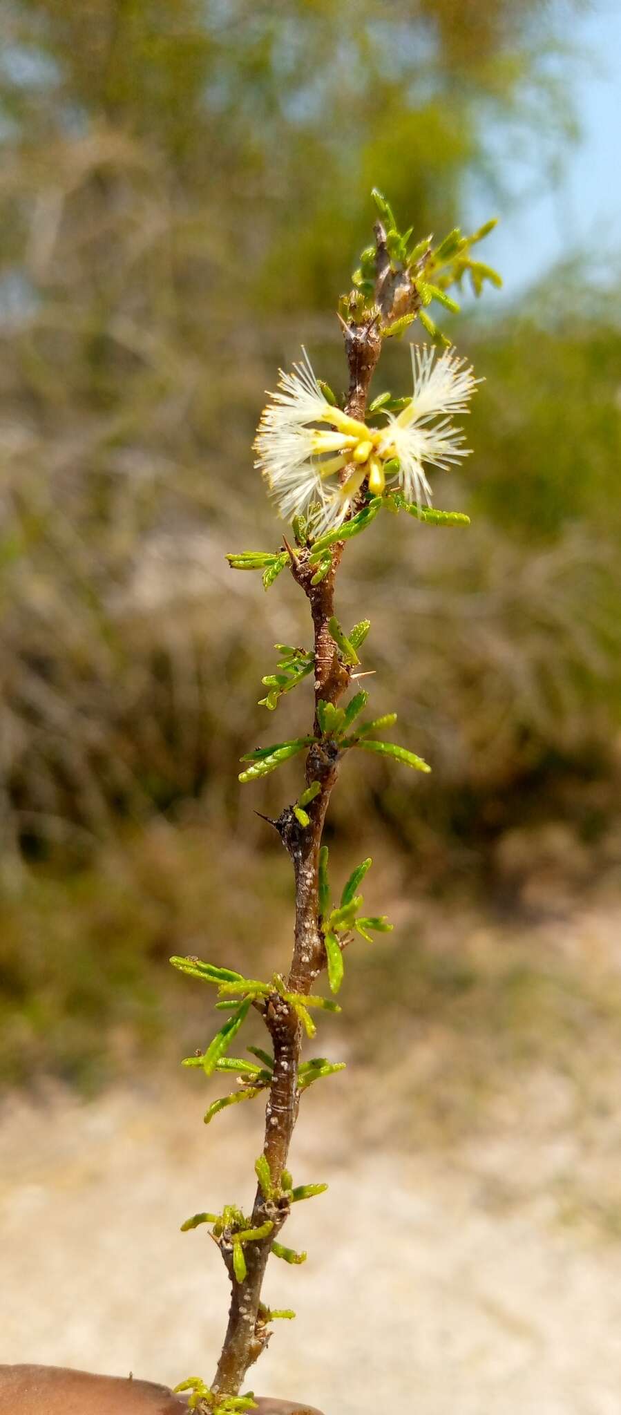 Image of Vachellia bellula (Drake) Boatwr.