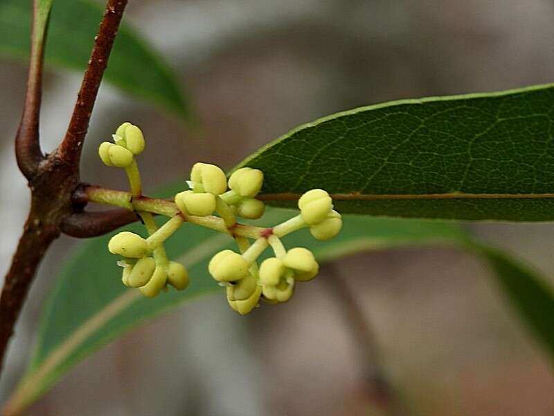 صورة Notelaea venosa F. Muell.