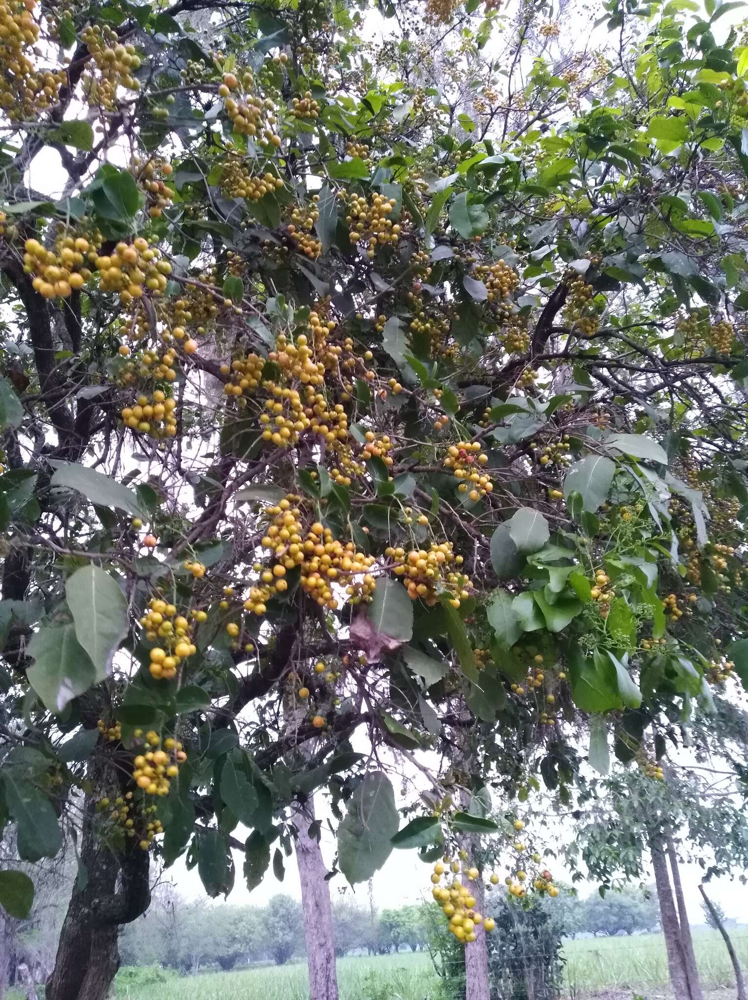 Image of Ehretia tinifolia L.