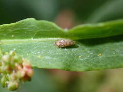 Image of Whitefly