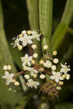 Imagem de Platysace compressa (Labill.) C. Norman