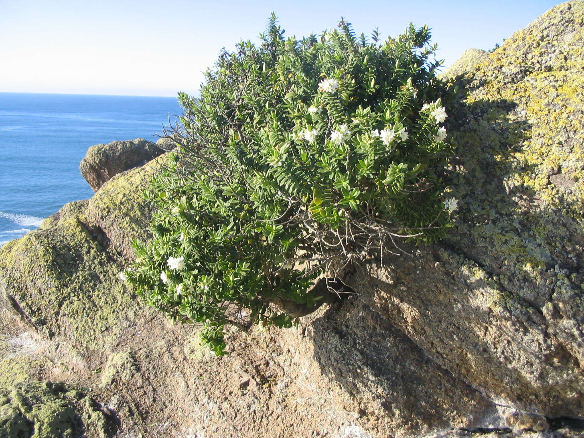 Image of Veronica elliptica G. Forster