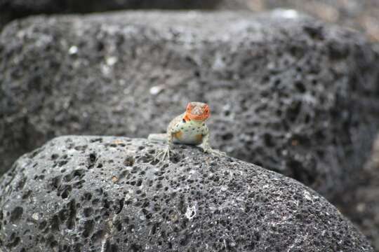 Image of Galapagos Lava Lizard