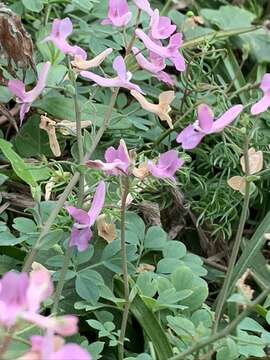 Image of Corydalis decumbens (Thunb.) Pers.