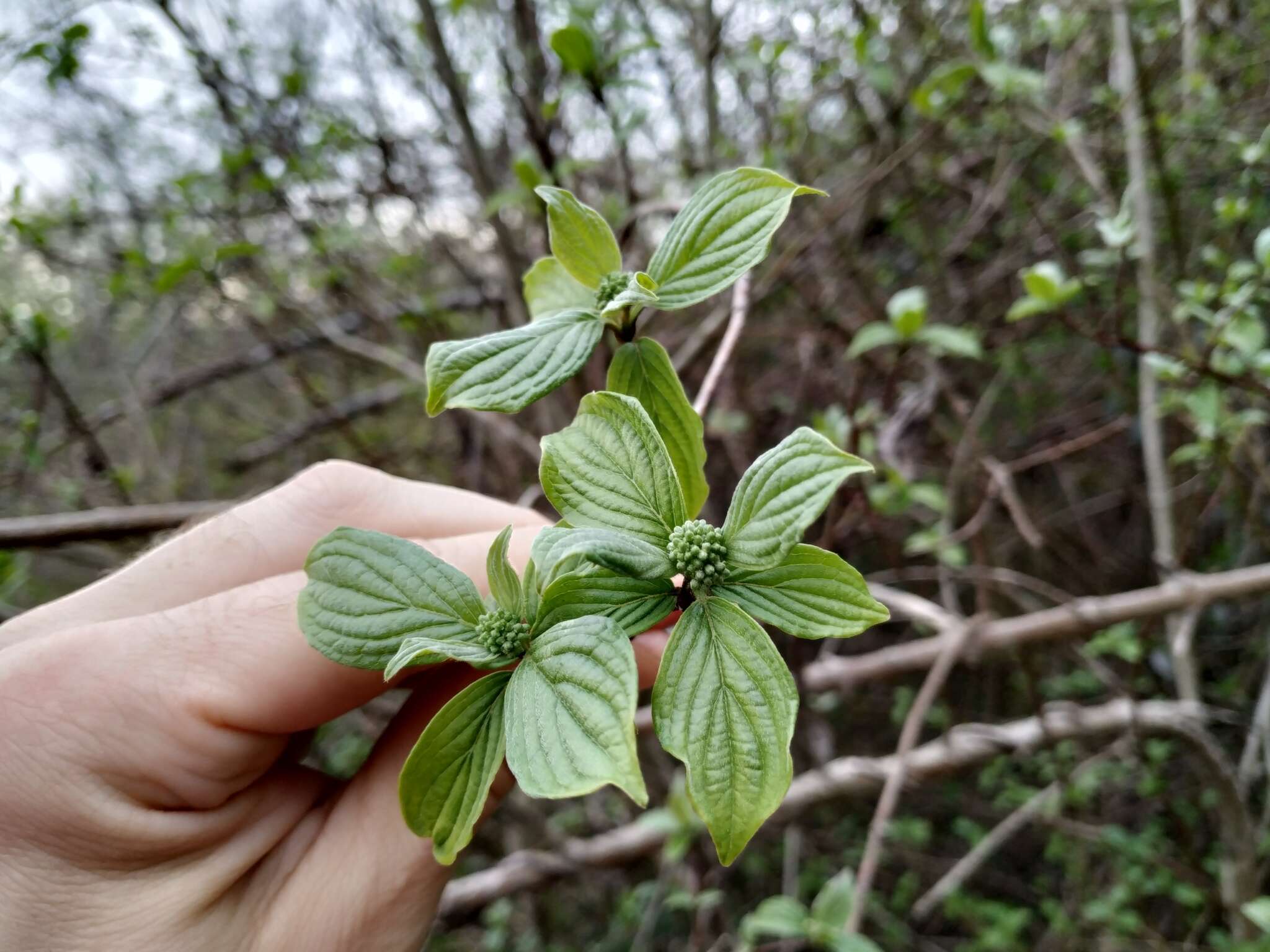 Image of Cornus sanguinea subsp. australis (C. A. Mey.) Jáv.