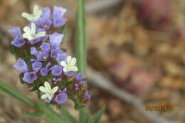 Imagem de Limonium sinuatum (L.) Miller