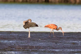 Image of Scarlet Ibis