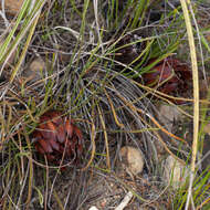 Image of Protea scorzonerifolia (Salisb. ex Knight) Rycroft