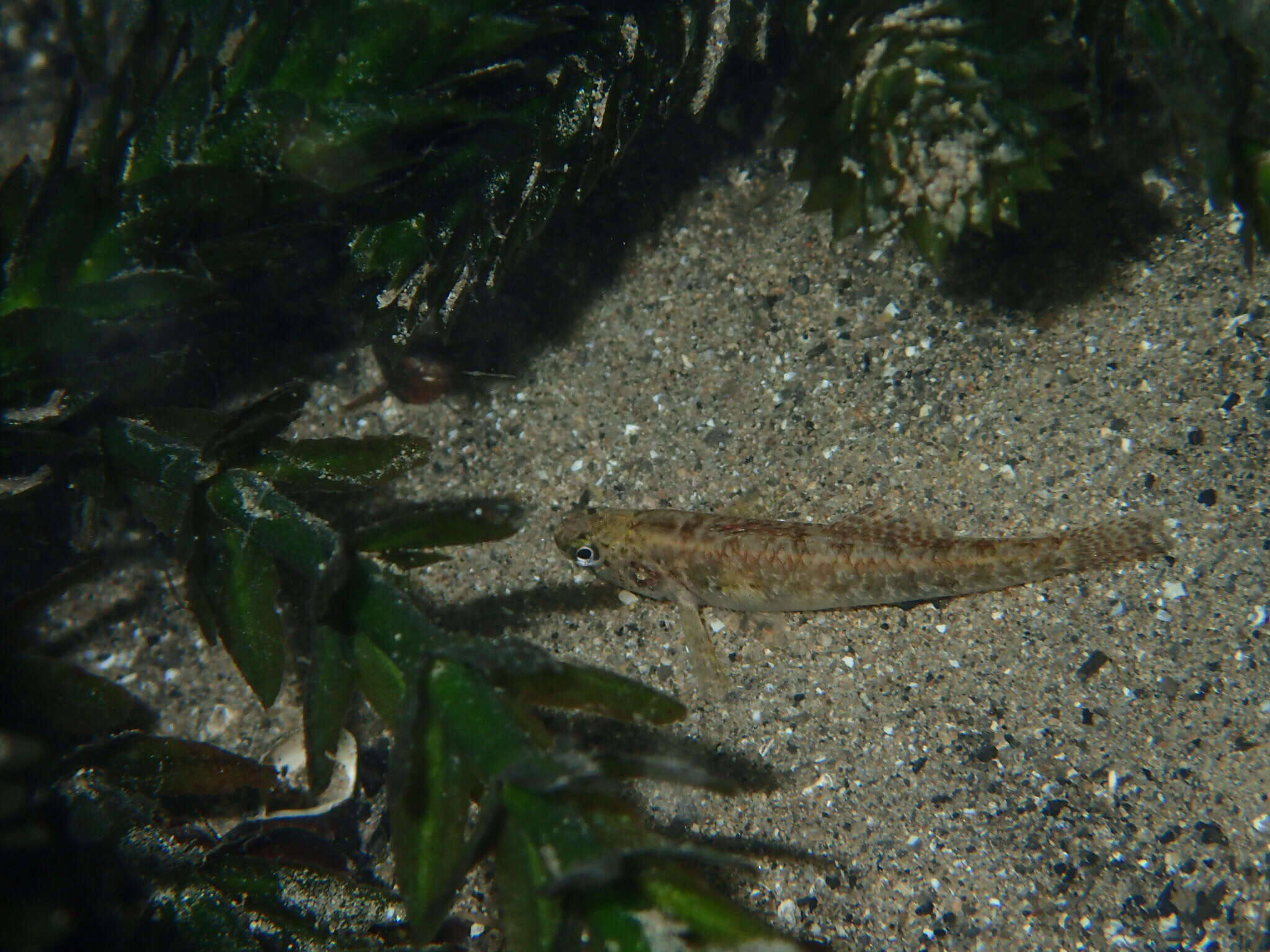 Image of Fountain Darter