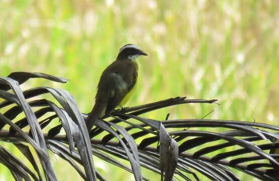 Image of Rusty-margined Flycatcher