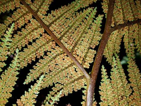 Image of Dicksonia lanata subsp. hispida (Colenso) Perrie & Brownsey