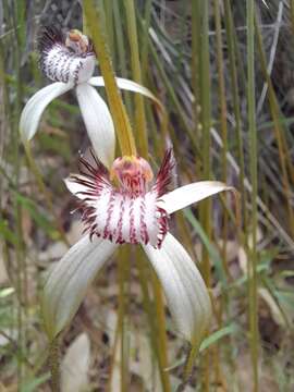 Image of Coastal white spider orchid