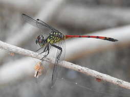 Image de Agrionoptera insignis allogenes Tillyard 1908