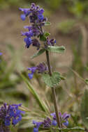 صورة Nepeta faassenii Bergmans ex Stearn