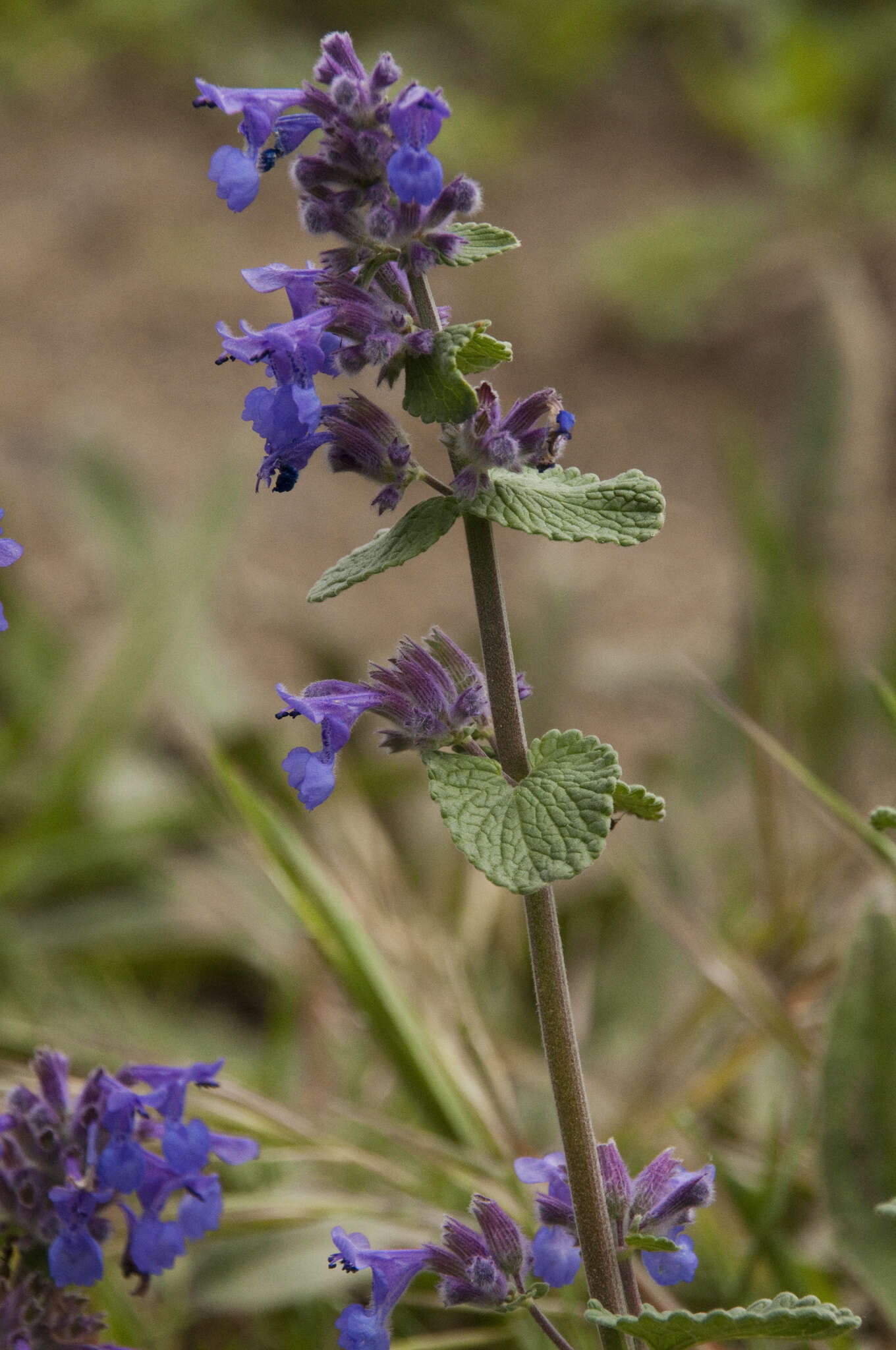 صورة Nepeta faassenii Bergmans ex Stearn