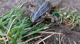 Image of Iberian Painted Frog