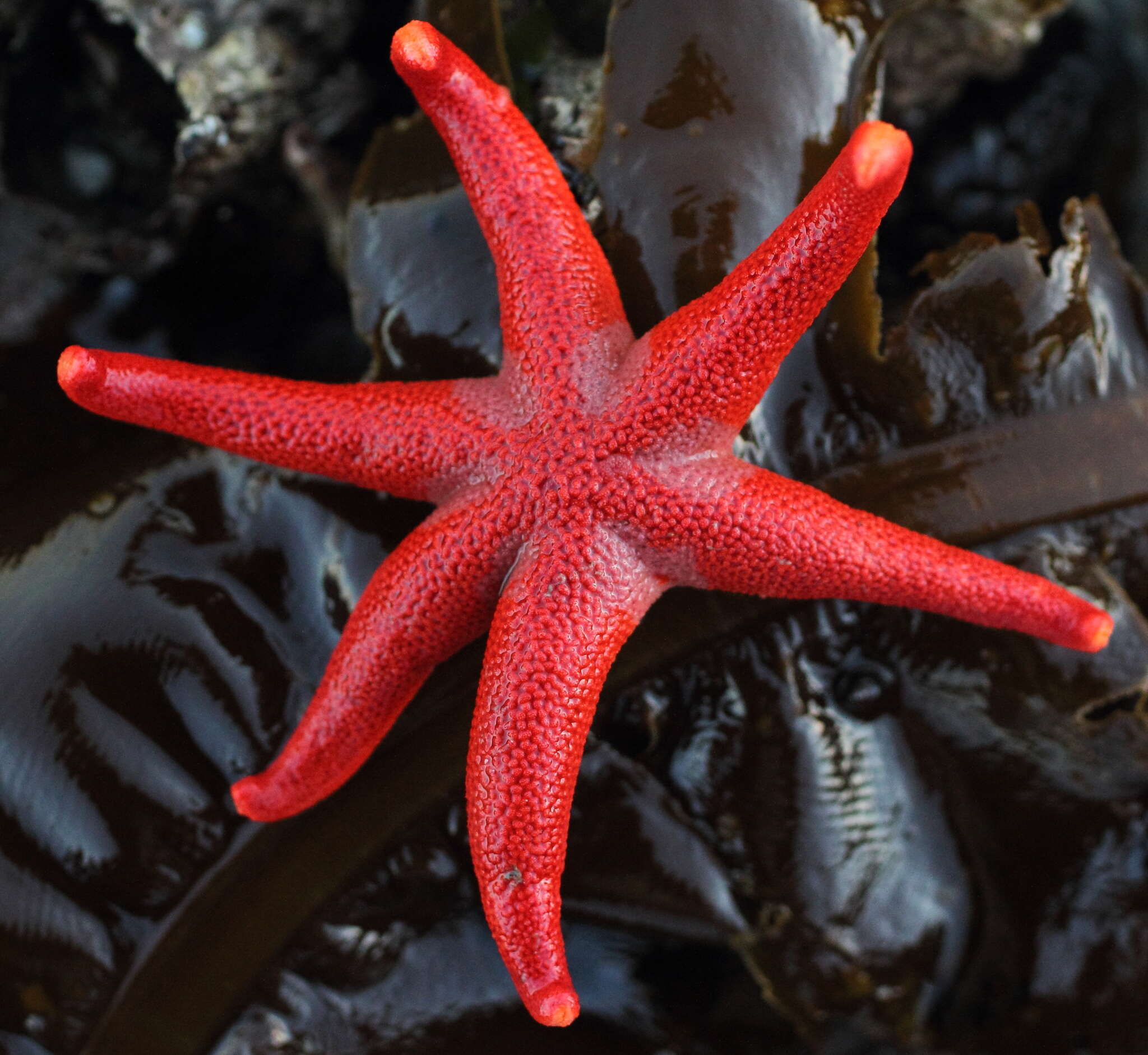 Image of Pacific blood star