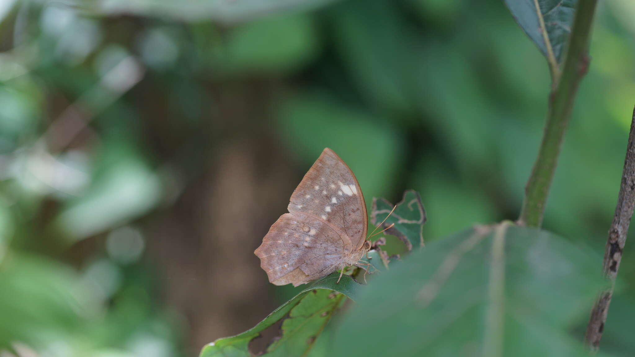 Imagem de Discophora sondaica zal Westwood (1851)