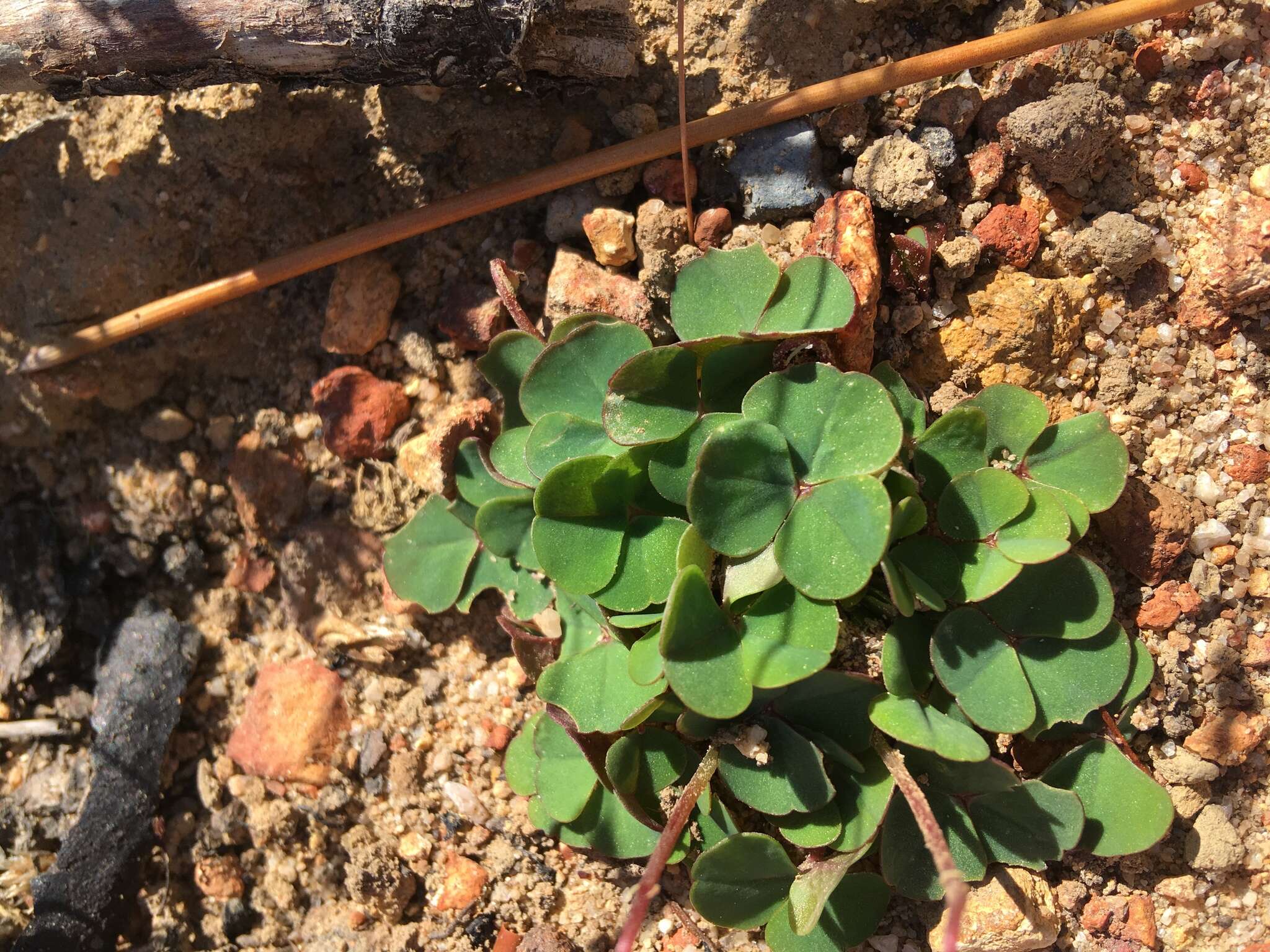 Image of Oxalis commutata Sond.