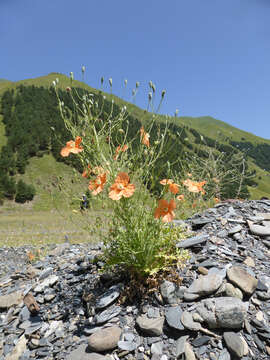 Image of Papaver fugax Poir.