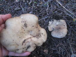 Image of Clitocybe brunneocephala H. E. Bigelow 1982