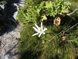 Image of Knowltonia tenuifolia (L. fil.) Mosyakin