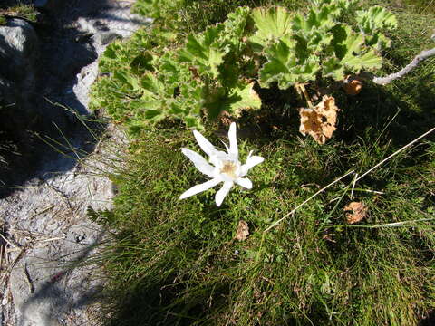 Imagem de Knowltonia tenuifolia (L. fil.) Mosyakin