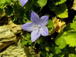 Image of Campanula isophylla Moretti