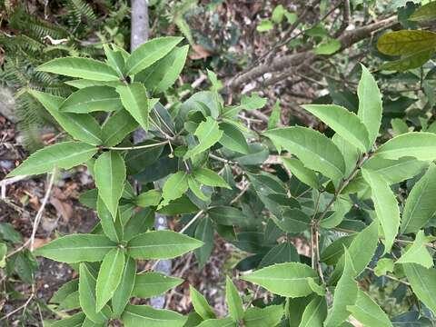 Sivun Osmanthus enervius Masam. & T. Mori kuva