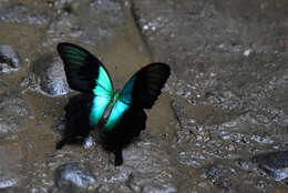 Image de Papilio peranthus Fabricius 1787