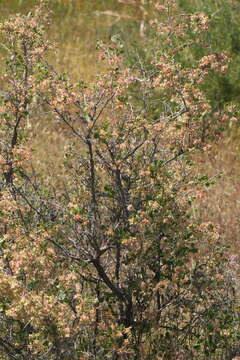 Image of Atraphaxis pyrifolia Bunge