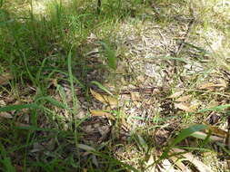 Image of Wimmera ryegrass