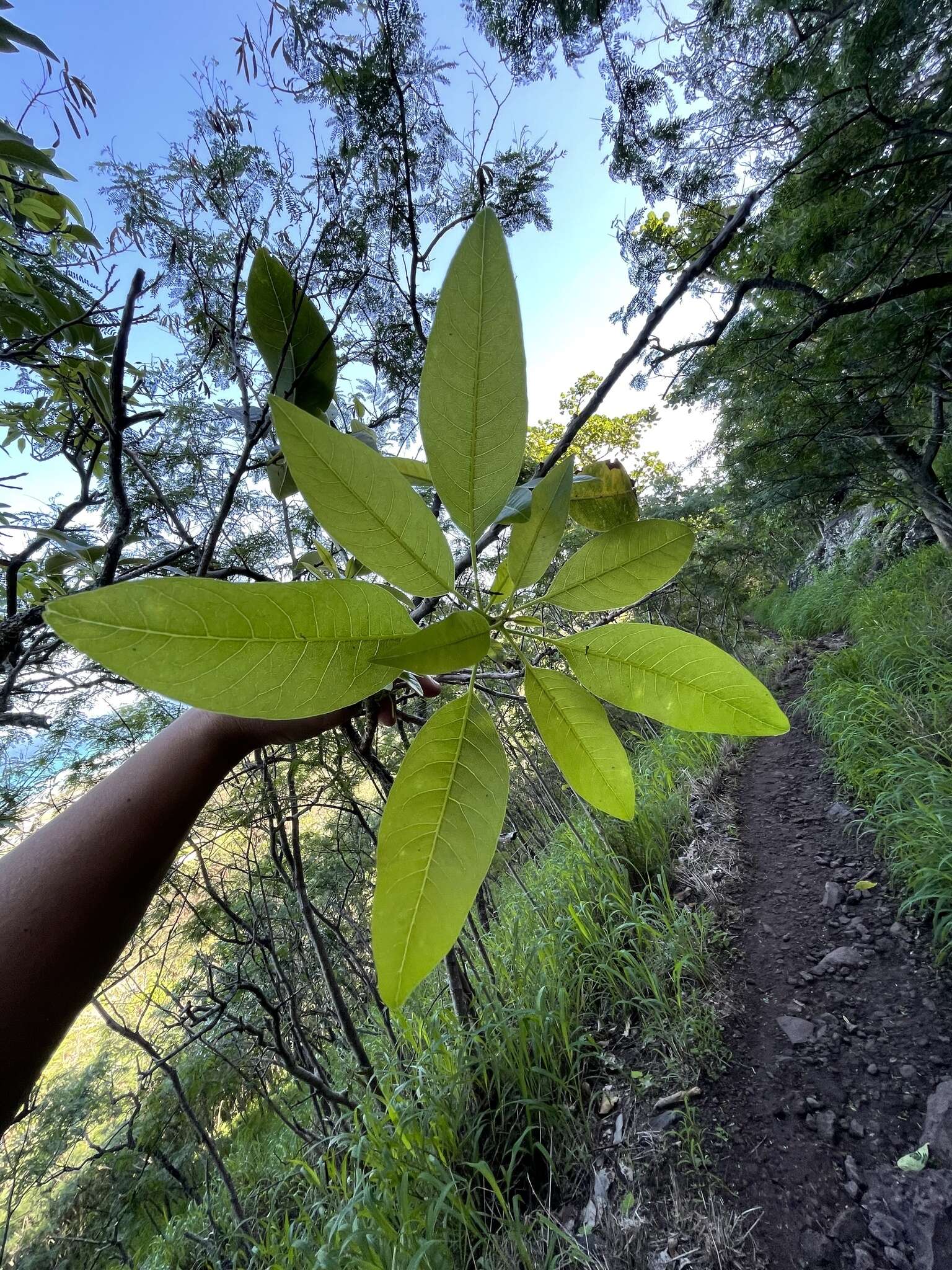 Image of Sapindus oahuensis Hillebr.