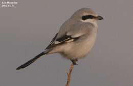 Image of Chinese Grey Shrike