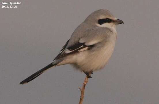 Image of Chinese Grey Shrike