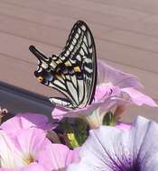 Papilio xuthus Linnaeus 1767 resmi