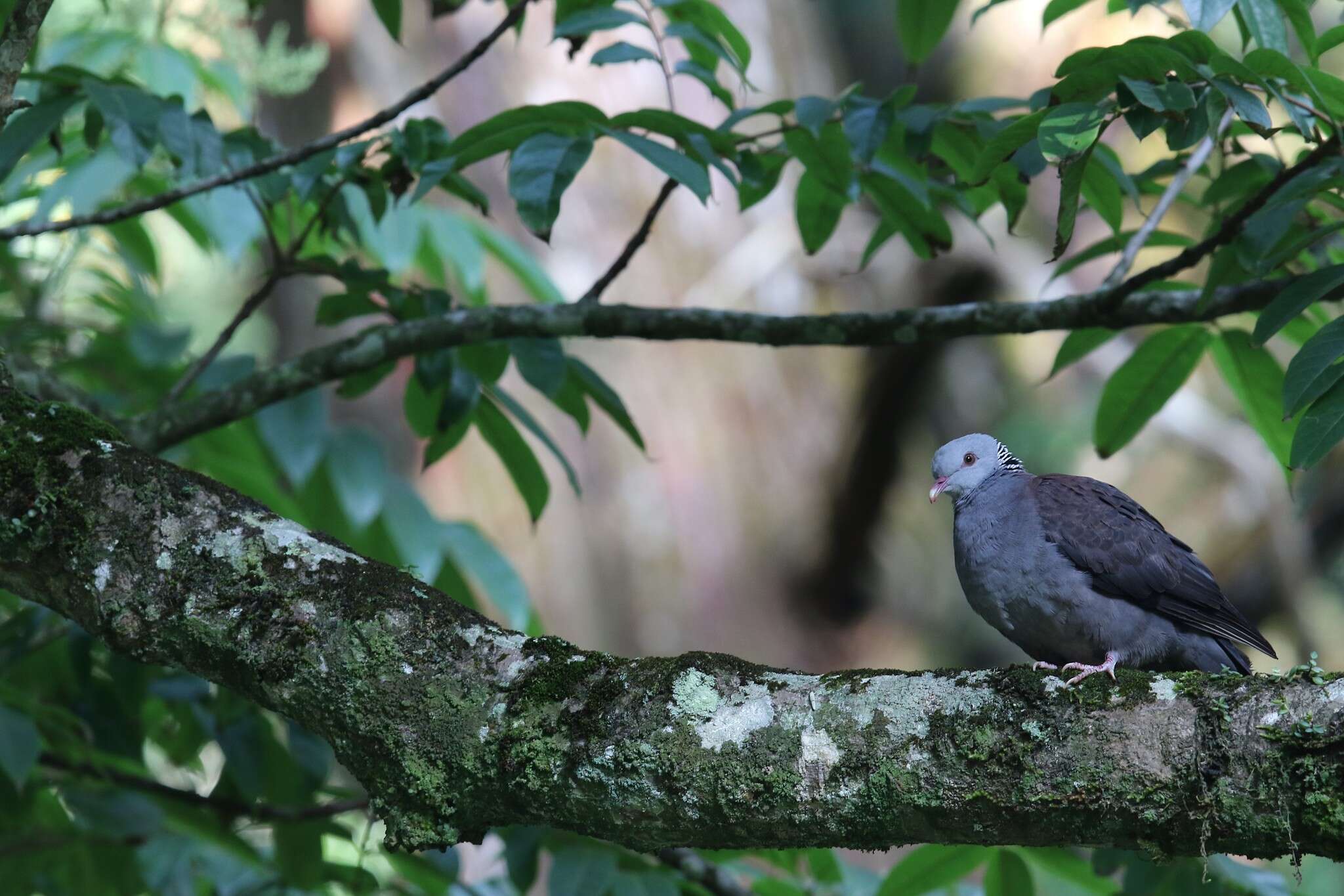 Image of Nilgiri Wood Pigeon