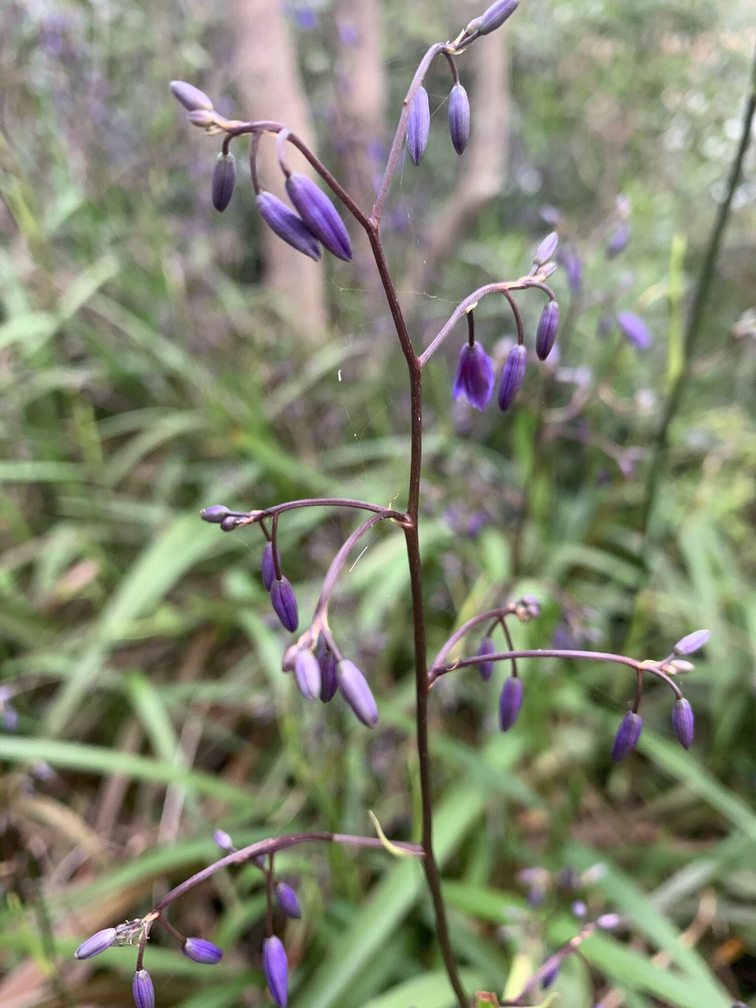 Image of cerulean flaxlily