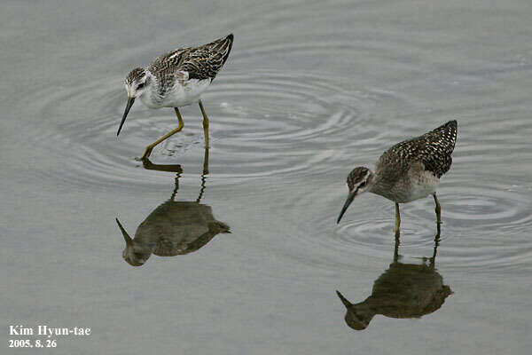 Image of Wood Sandpiper