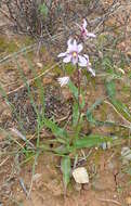 Image of Cyanella orchidiformis Jacq.