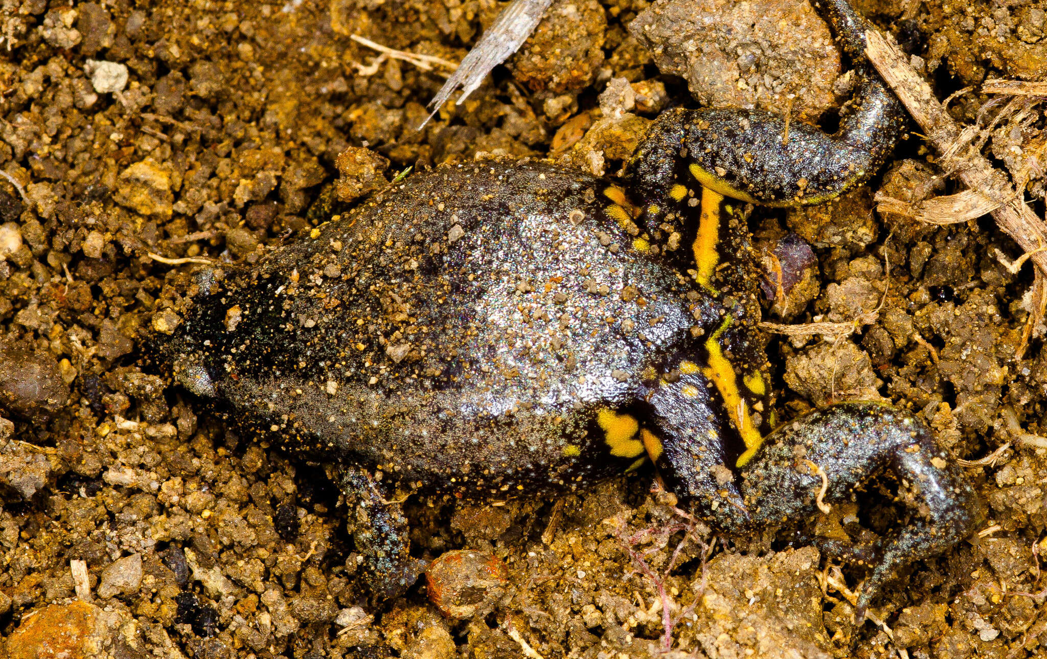 Image of Elachistocleis cesarii (Miranda-Ribeiro 1920)